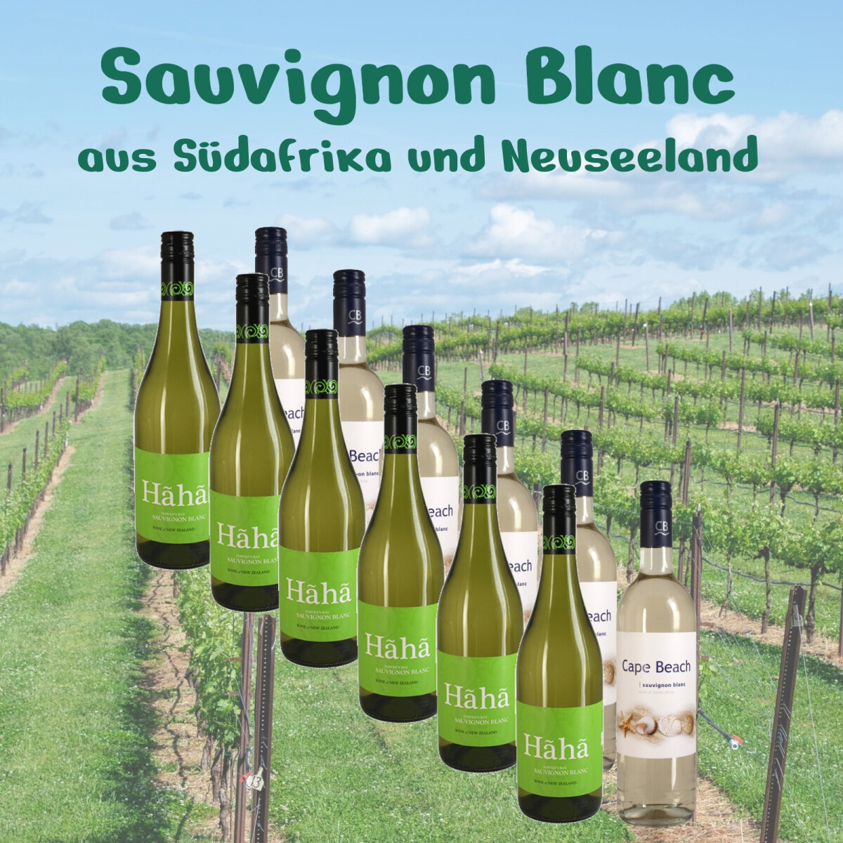 Probierpaket Sauvignon Blanc 6x Süd box